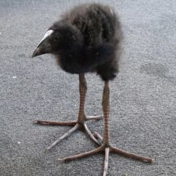 Altai's profile picture